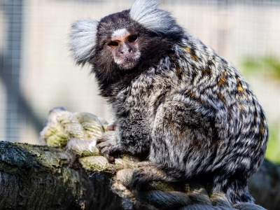 Witoorpenseelaap - De Zonnegloed - Dierenpark - Dieren opvangcentrum - Sanctuary